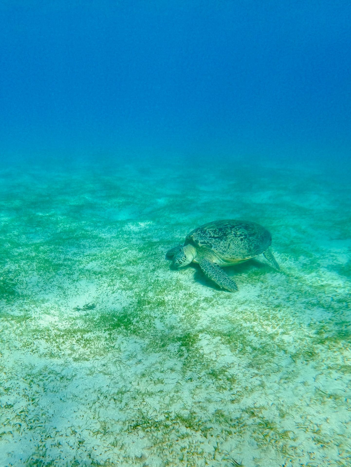 a turtle swimming in the ocean on a sunny day