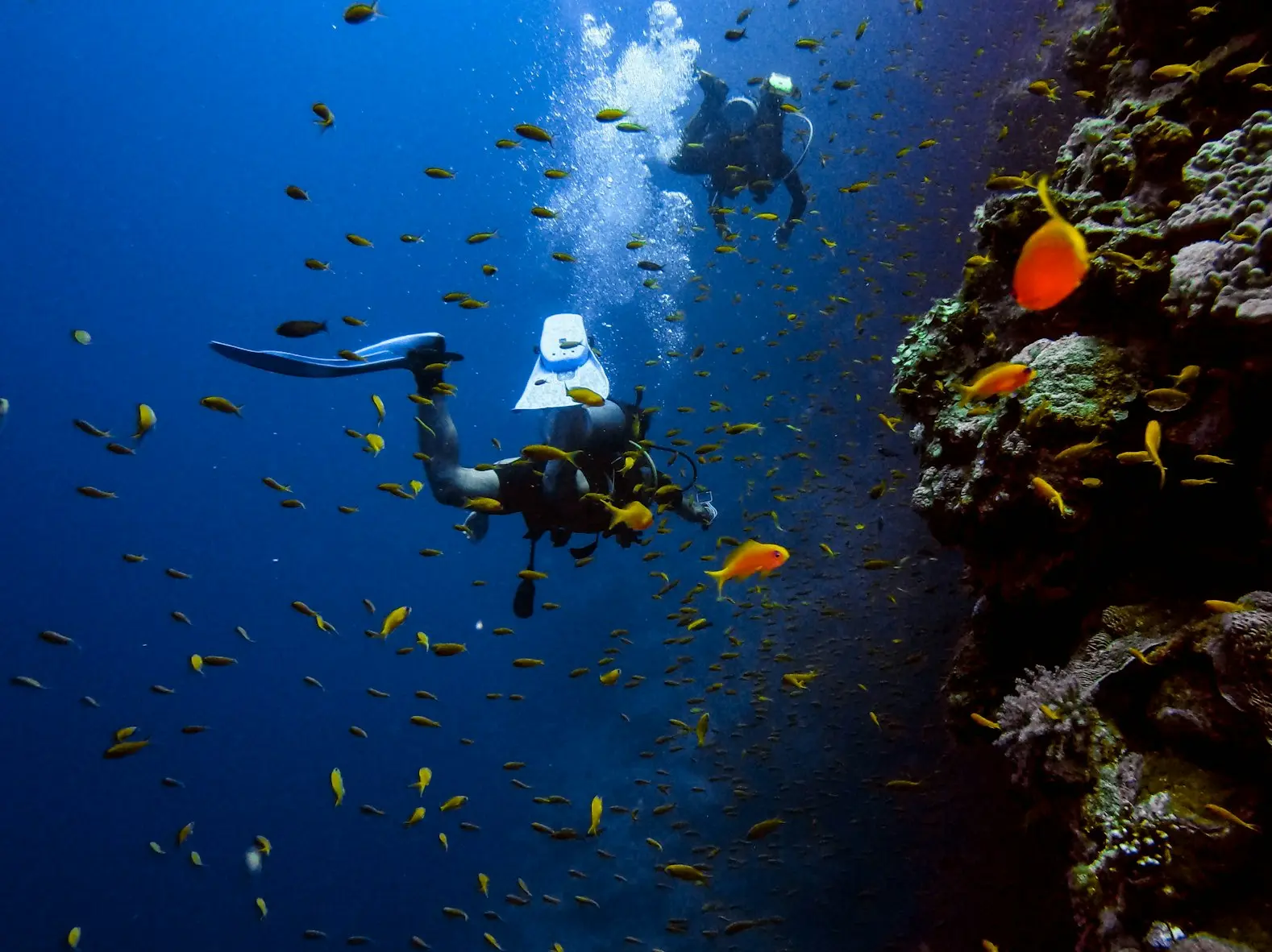 man in black wet suit diving on water with school of fish